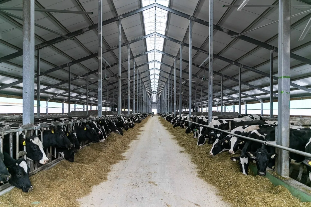 В Волгоградской области растет поголовье дойного стада 🐄