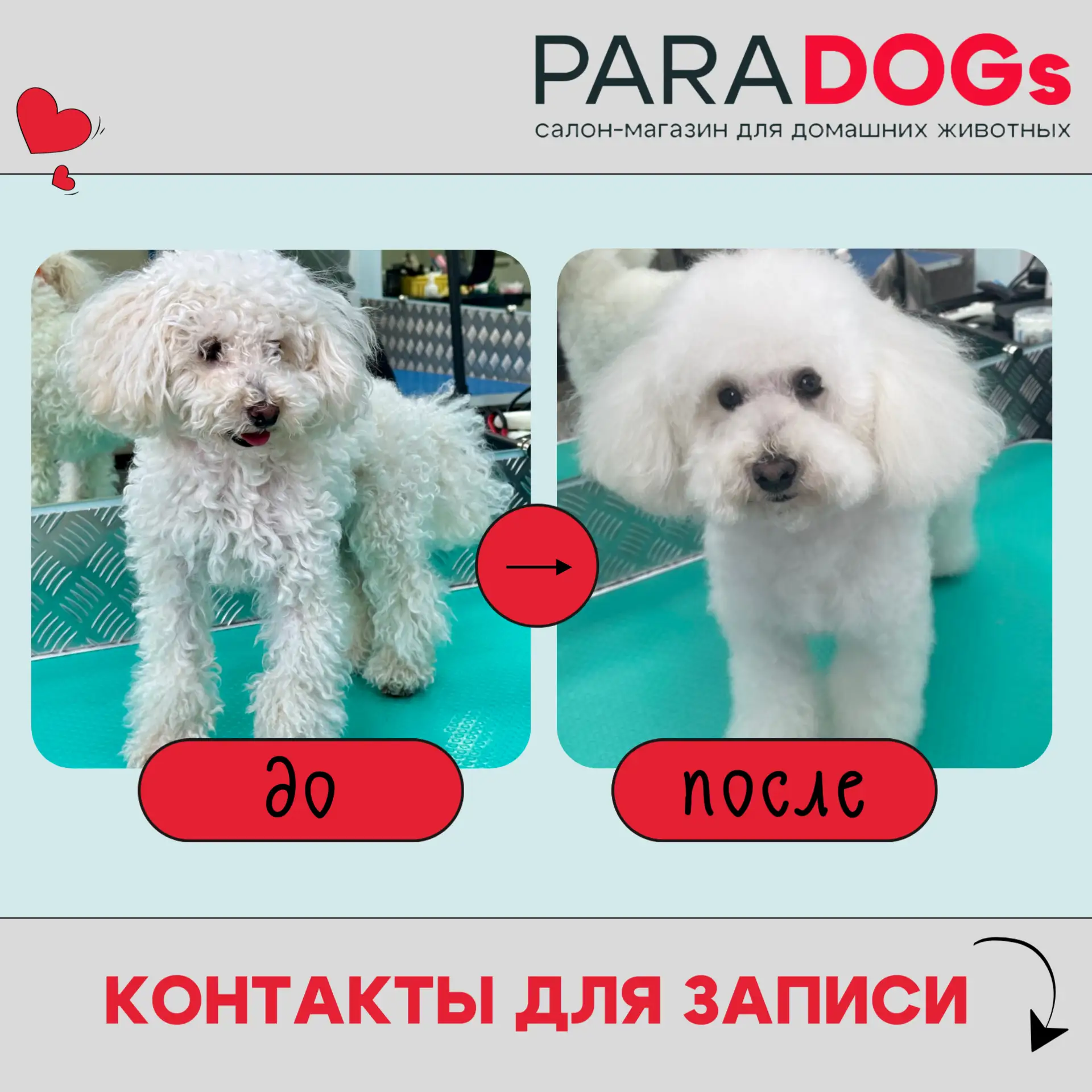 🐩✨Из пушистого облака — в стильного джентльмена!

Знакомьтесь, это Арчи! Пудели славятся своей роск