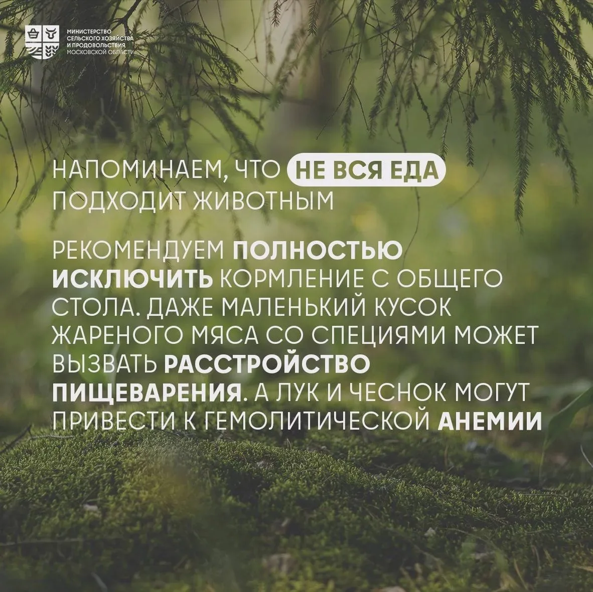 🦮 Отдых с питомцем: как сделать майские праздники безопасными   🐾 Майские праздники – отличный повод