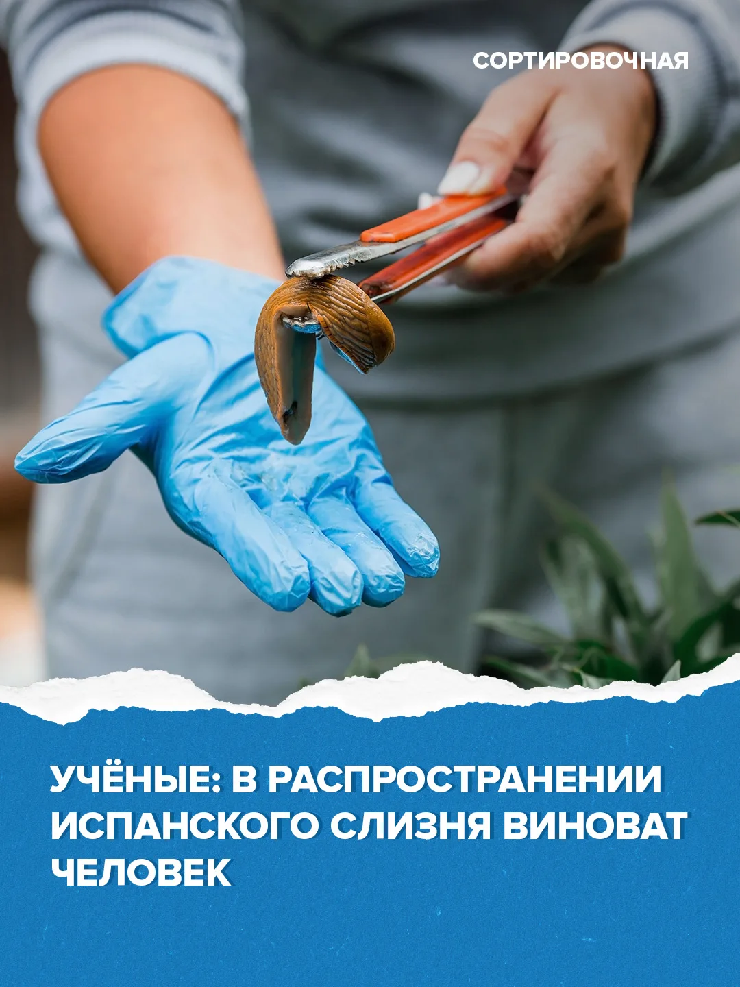 🫢 Испанский слизень может появиться в большинстве городов России 

Специалисты Санкт-Петербургского
