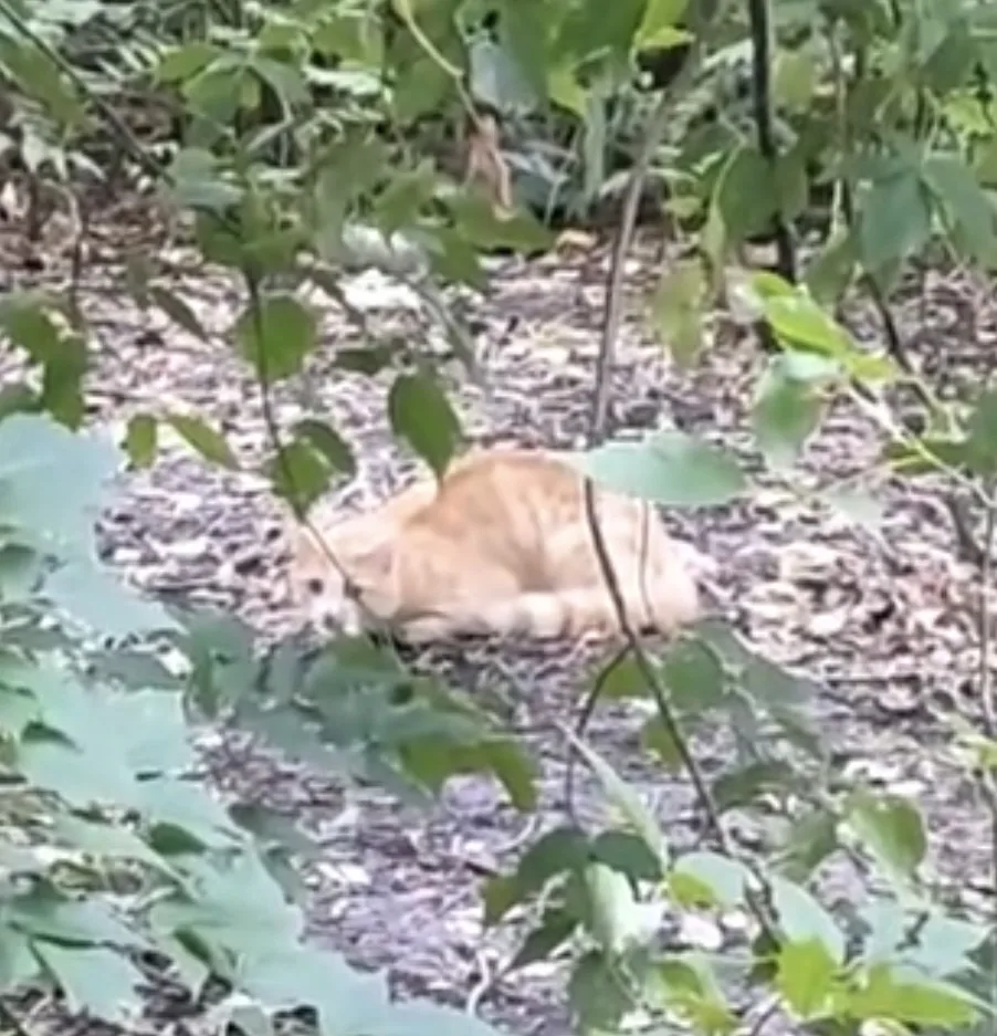 Замечен кот/кошка, окрас рыжий с белым (Екатеринбург, Втузгородок)