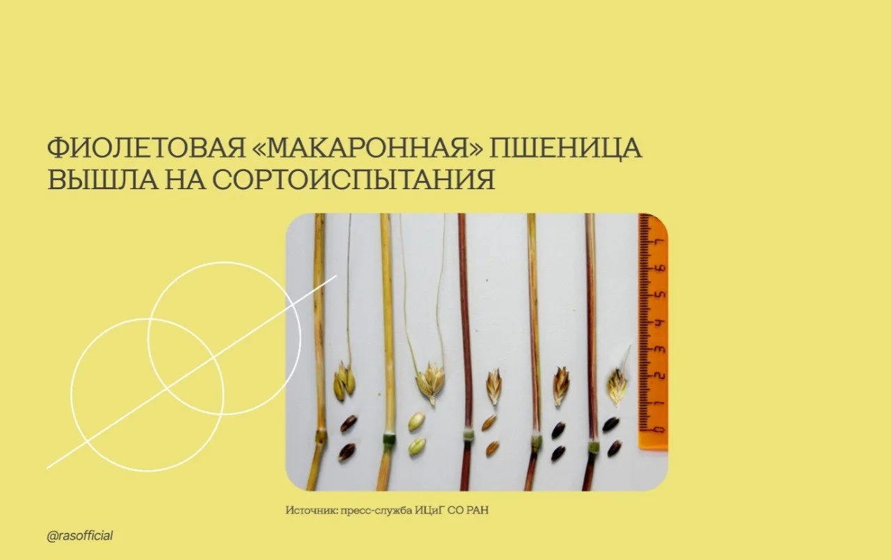 Фиолетовая "макаронная" пшеница на пути к сортоиспытаниям! 🌾

Учёные Института цитологии и генетики