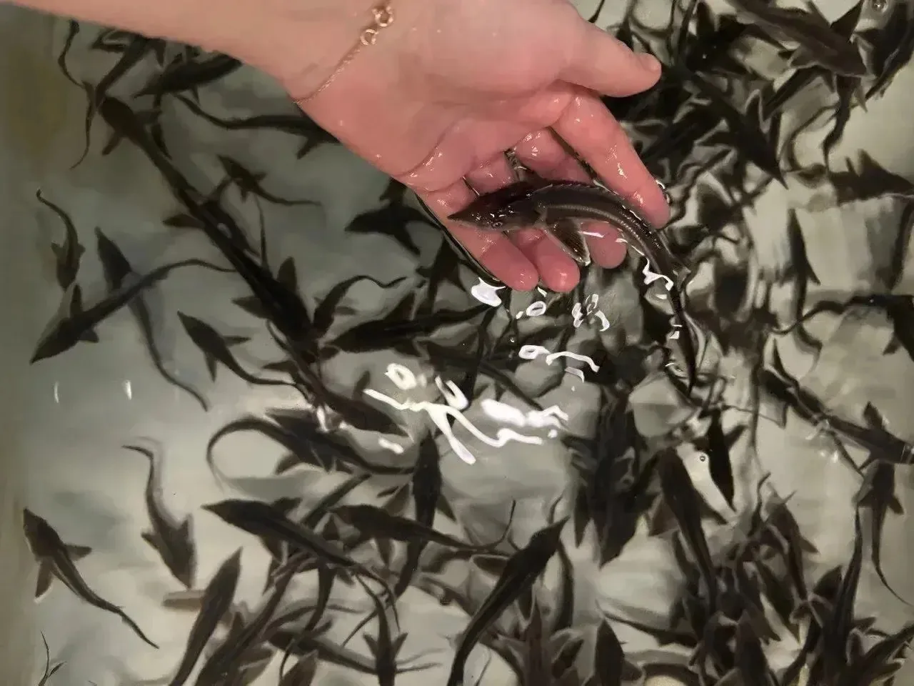 🐟 Совместная работа Камско-Волжского и Центрального филиалов Главрыбвода продолжается:...