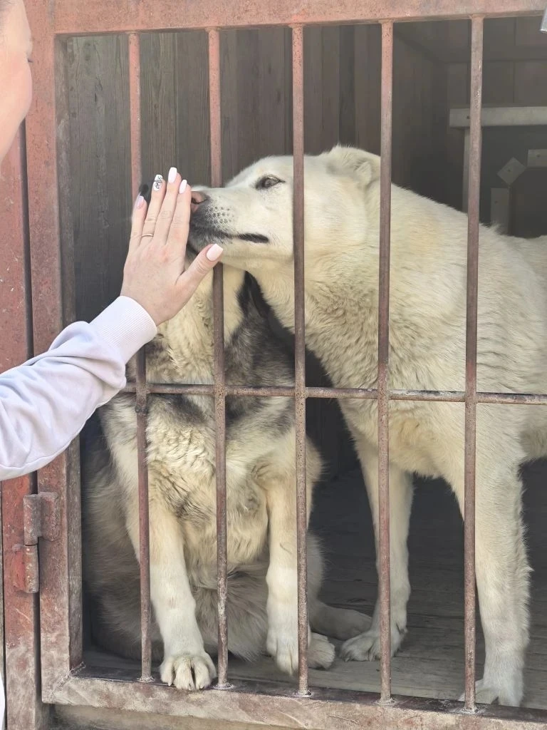 🐾 6-А класса посетили приют для бездомных животных «Пёс и кот» 🐶🐱  🏠🐕 В преддверии каникул ученики 6