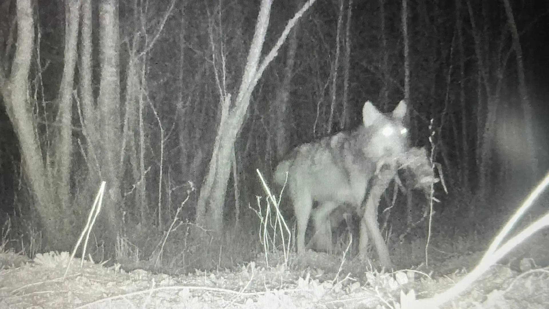 🐺 Волка с добычей зафиксировала фотоловушка в Псковской области  Лесной репортер Гарри Невельский по