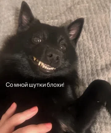 Подпишись на юмор 😂