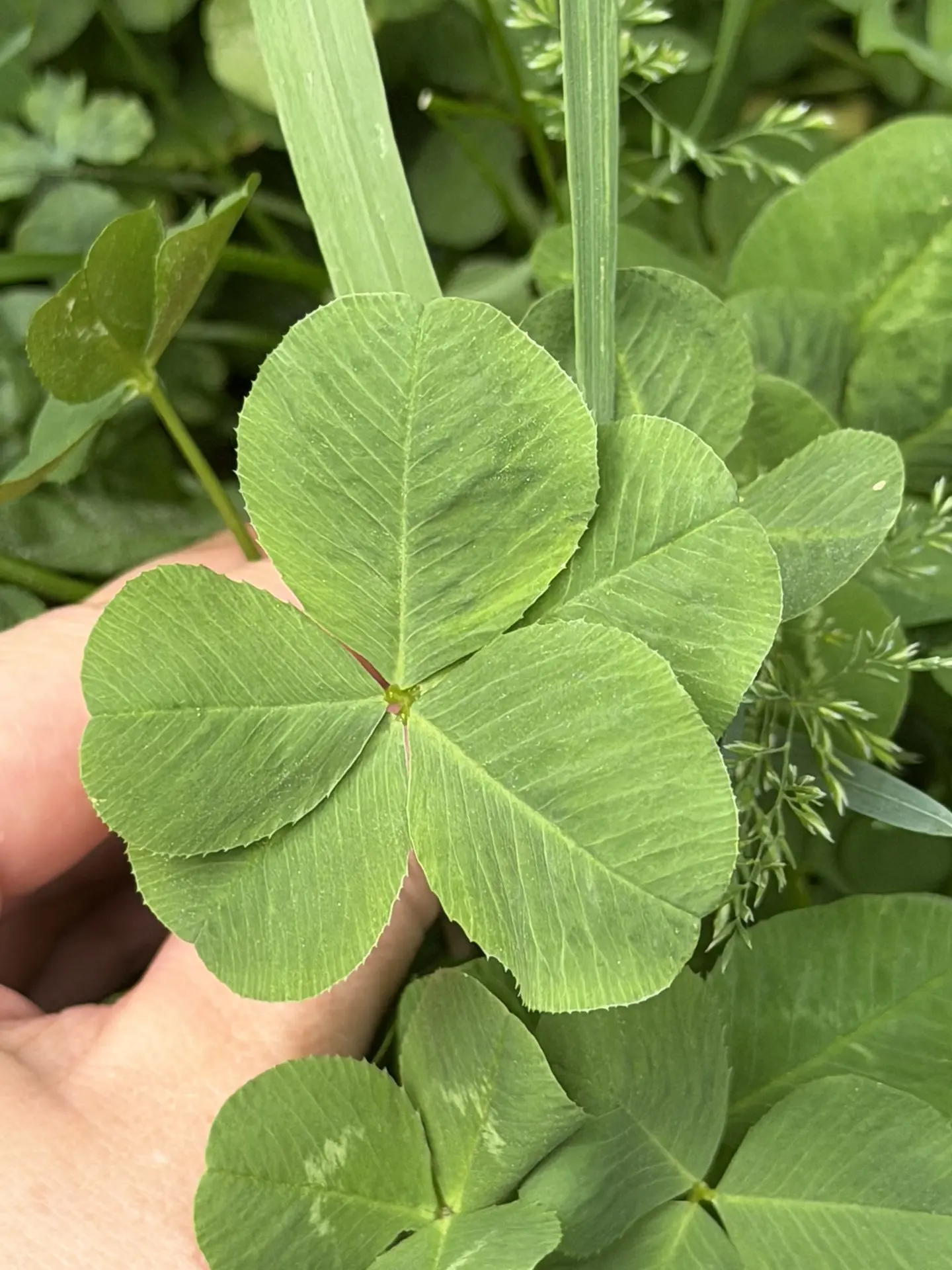 Из тысяч одинаковых — два особенных. Наверное, это что-то значит 🍀