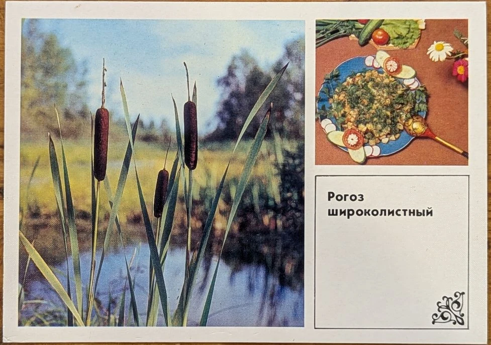 Рогоз, тушеный с картофелем
