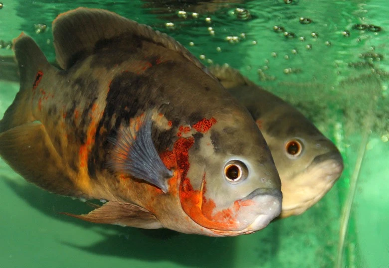 🐠 Добро пожаловать в самое уютное сообщество аквариумистов Владимира! 🐠