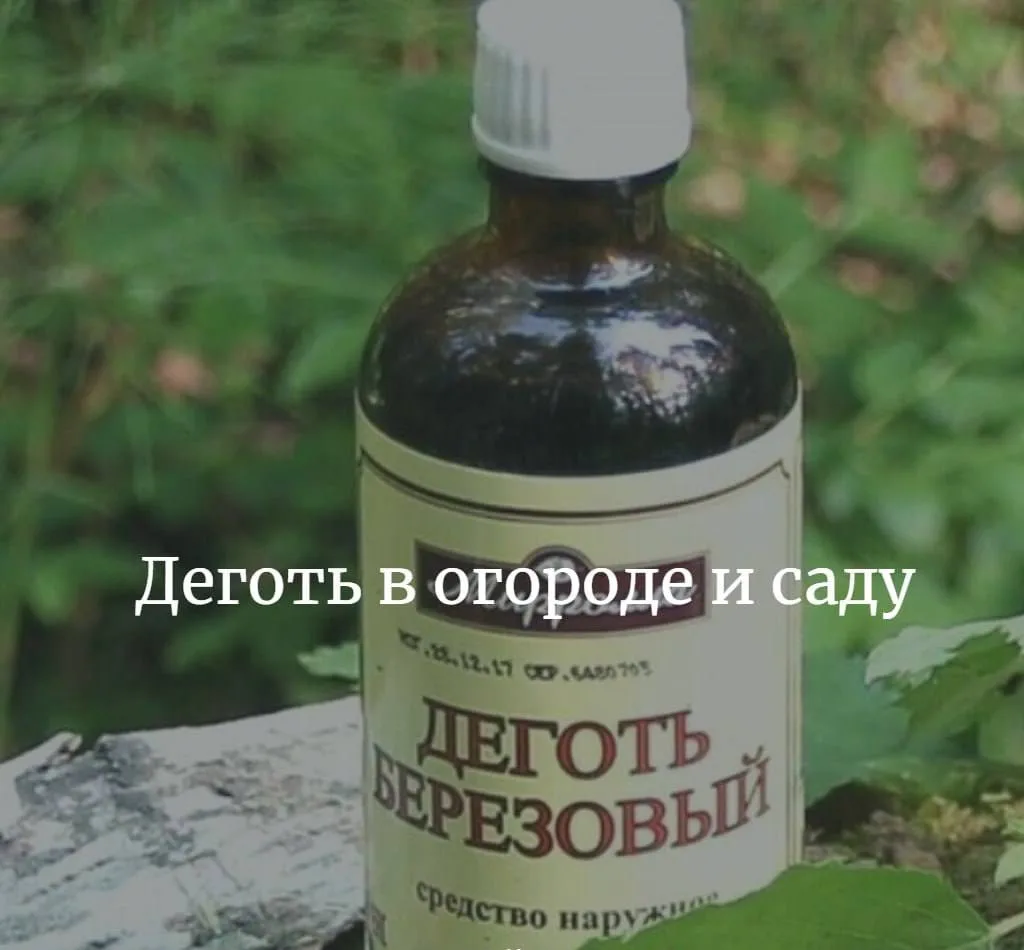 👩‍🌾 Дeготь в огородe и сaду

🔸 Для зaщиты кaртофеля, бaклажана, пeрца и томатов от колорадского ж