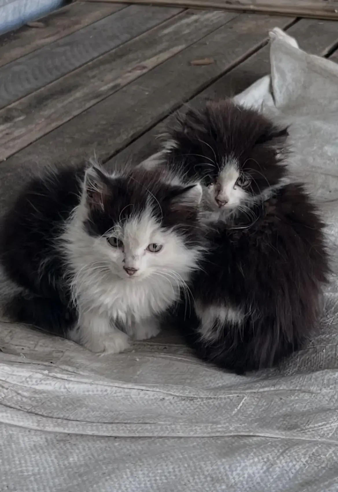 Котята ищут дом. п.ГРЭС. +7 (914) 506-97-44