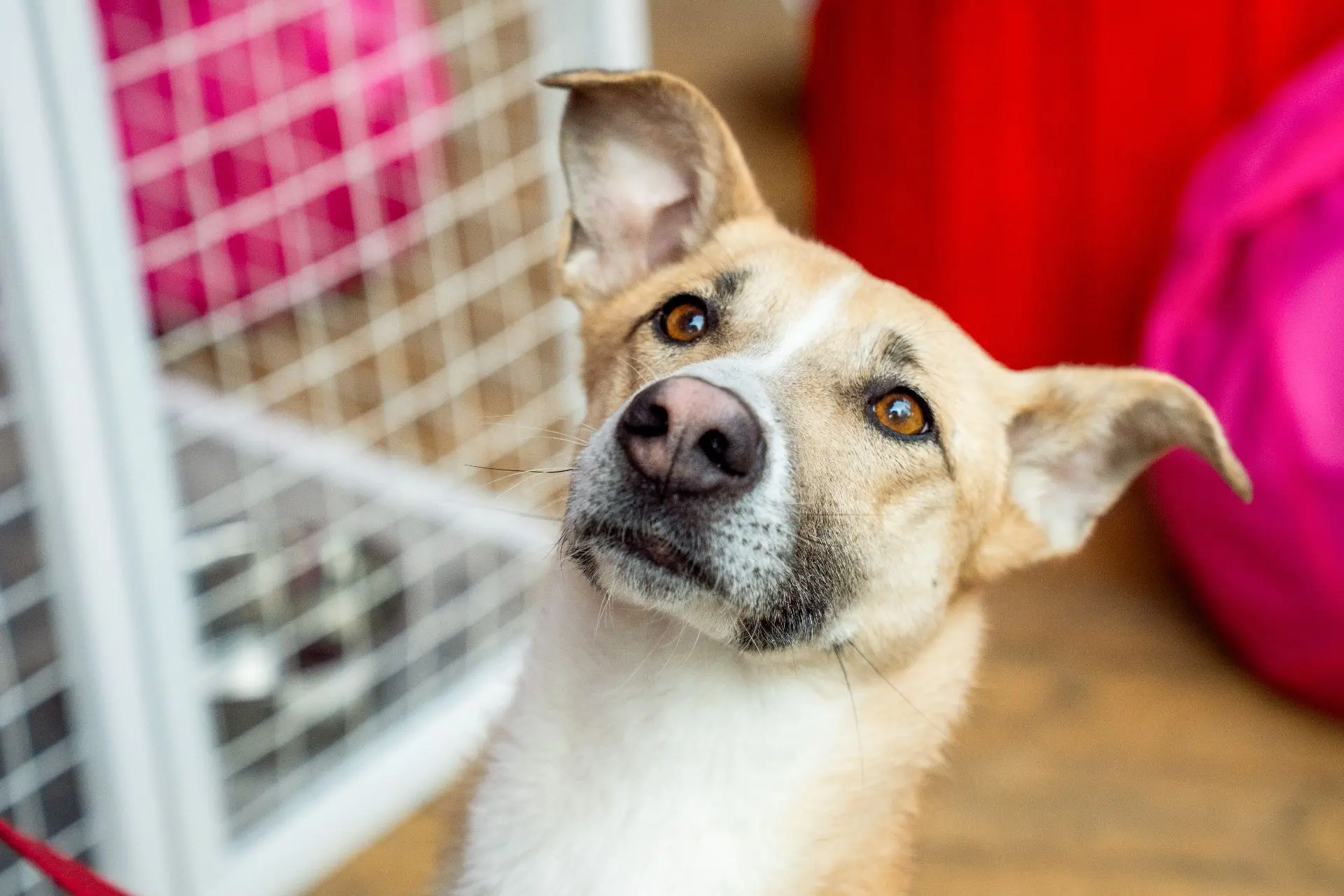 🐶ЛЕТНИЕ ПЛОЩАДКИ ДЛЯ ВСТРЕЧИ С ПИТОМЦЕМ🐶    «Активные граждане» определили места, где летом пройдут 