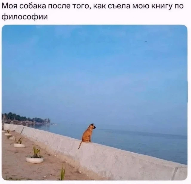 Поесть корм или не поесть корм🤔

#мемы #юмор #приколы