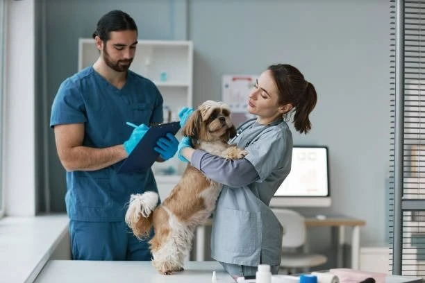 🐾 Мечтаете работать с животными, но нет времени на 5 лет в вузе?