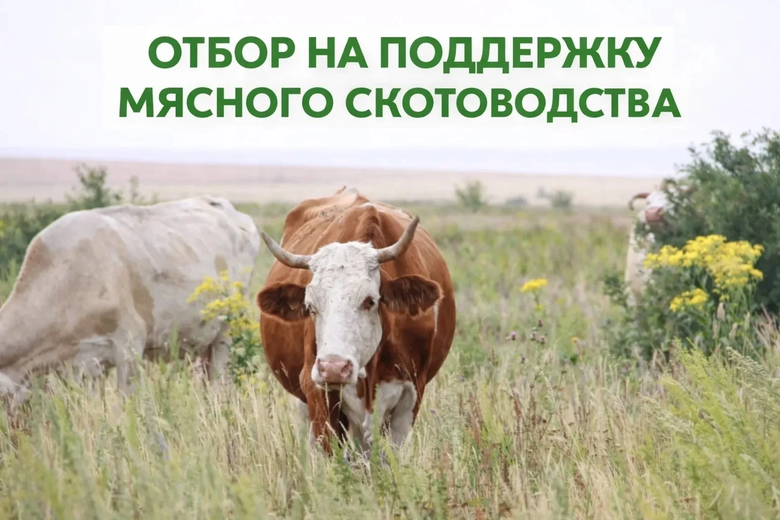Стартует отбор на поддержку мясного скотоводства.

Прием заявок пройдет с 6 апреля с 09.00 до 16 апр