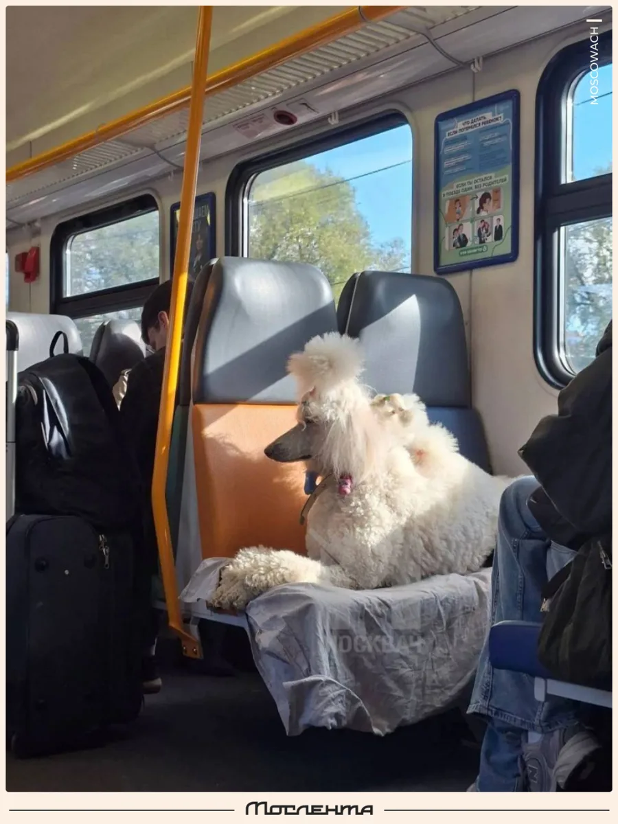 🐩 Королевский пудель по-королевски разлёгся на два места в электричке МЦД.