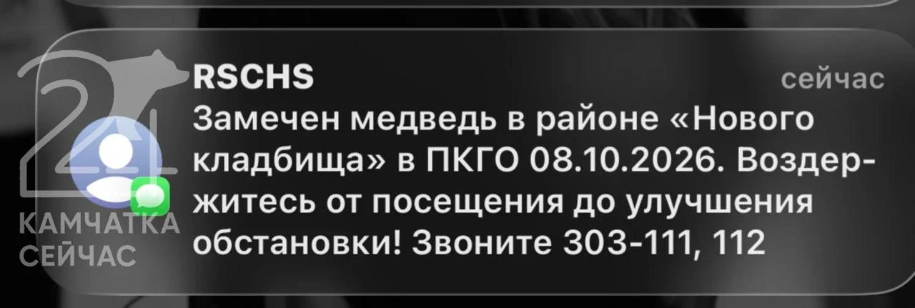 🐻 Медведя заметили у Нового кладбища