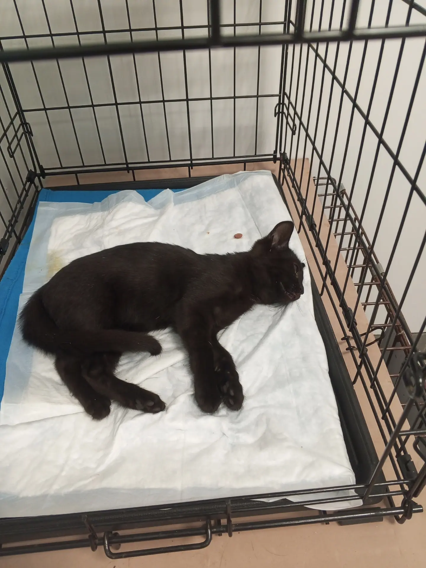 🐾 Чей-то котик выпал из окна по Победы, 17. Предположительно, второй подъезд от Монетк...