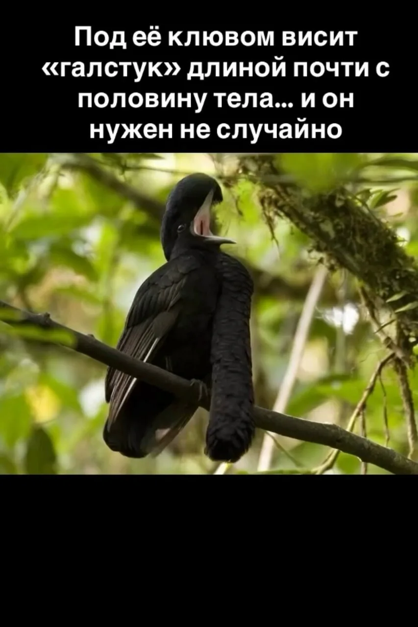Птица-зонтик (Cephalopterus ornatus) — одно из самых необычных созданий, которых можно ...