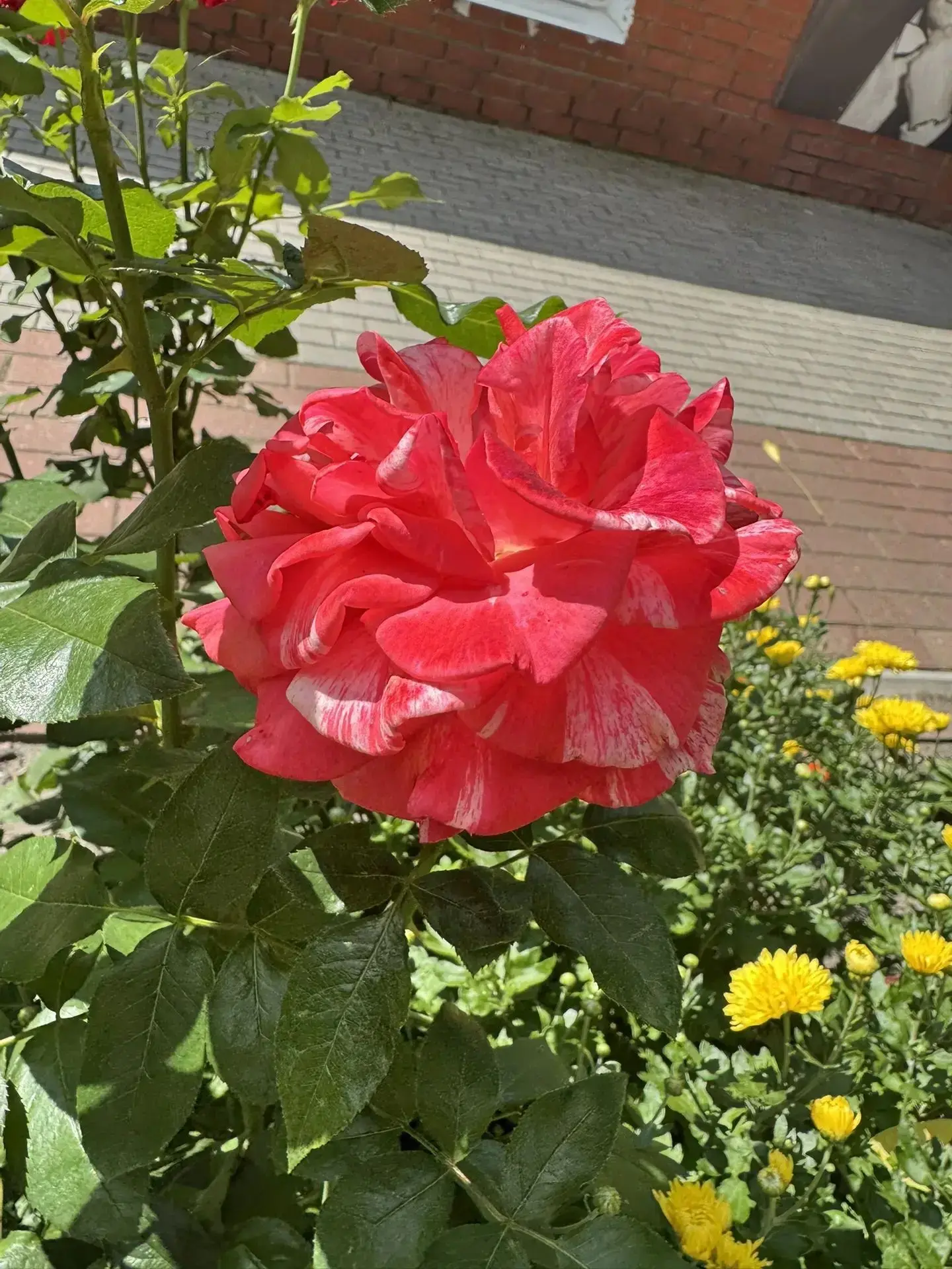 🌺Царица нашей музейной клумбы - роза! Пышные, разноцветные, ароматные розы радуют взор...
