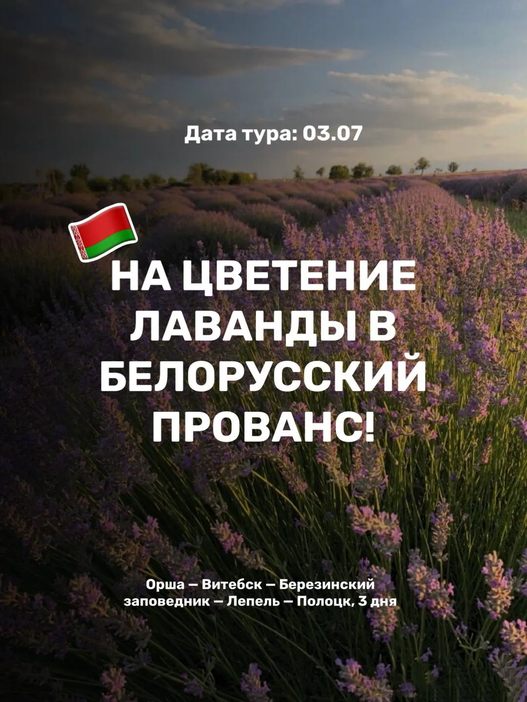 НА ЦВЕТЕНИЕ ЛАВАНДЫ В БЕЛОРУССКИЙ ПРОВАНС! 💜🇧🇾