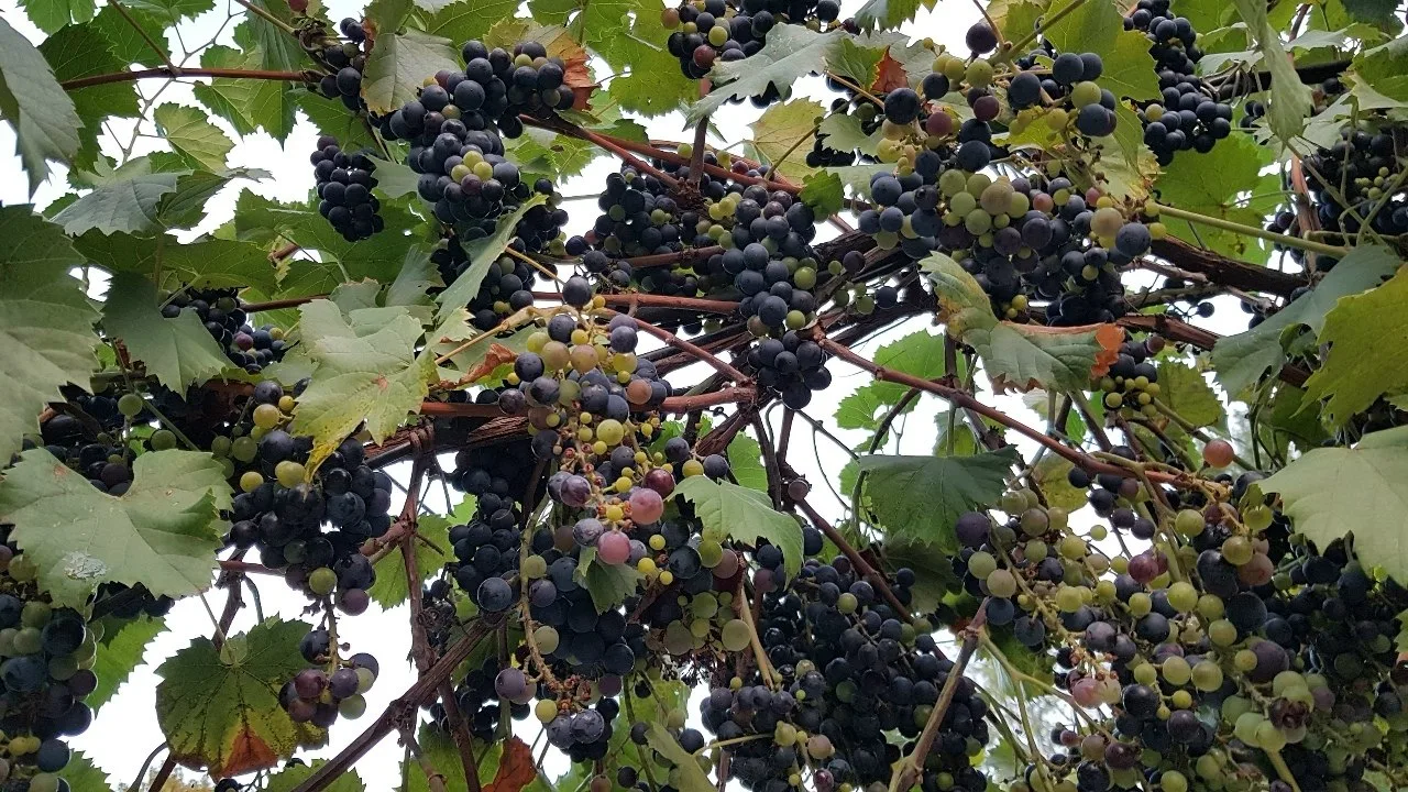 Зреет виноград ☺🍇☀😍Автор фото  Оксана Колышкина