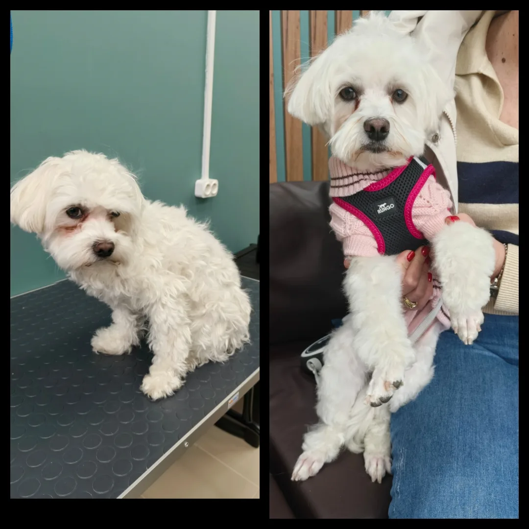 🐾Знакомьтесь: очаровательная мальтипу Моня 🐾

У нас в гостях снова — пушистая красавица Моня! 🫶 Э
