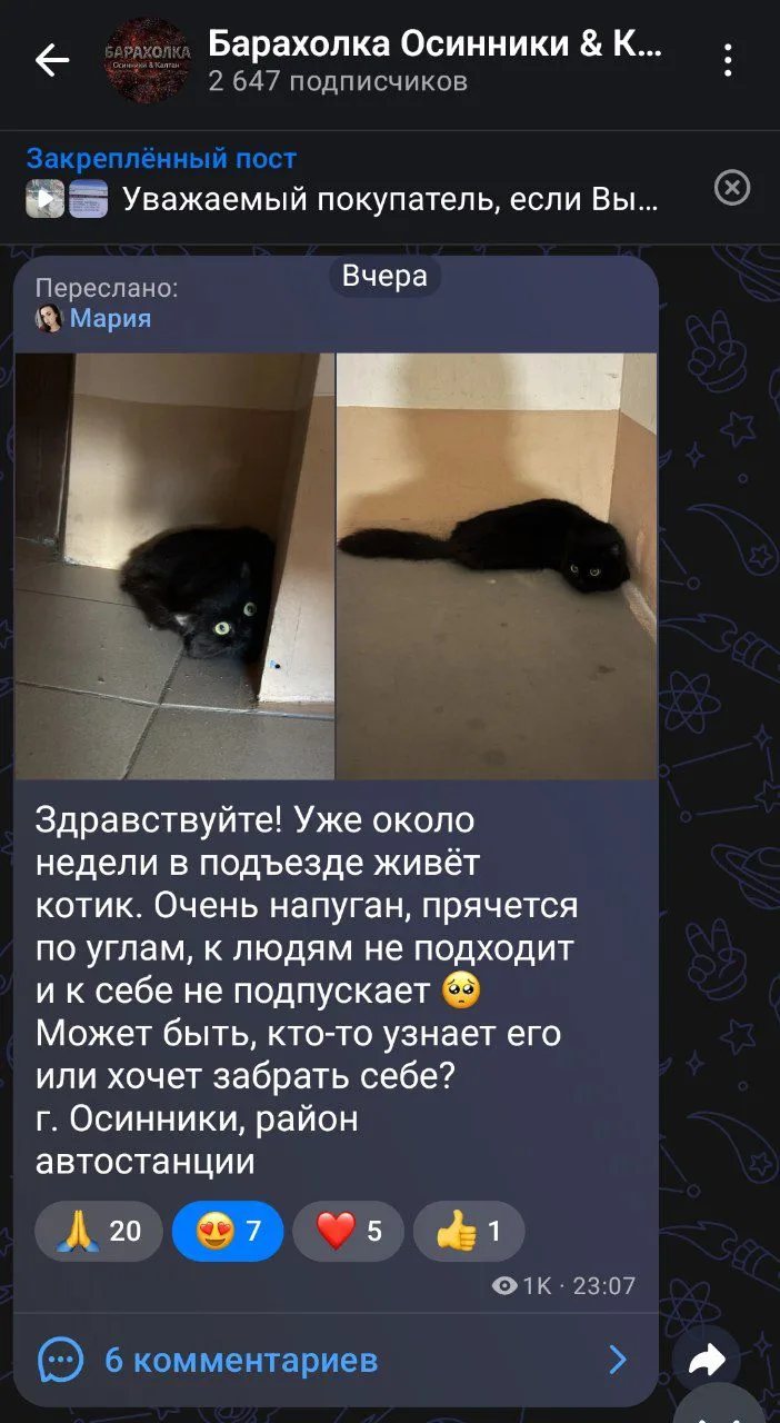 Кошечка вернулась домой. Всем спасибо ❤️