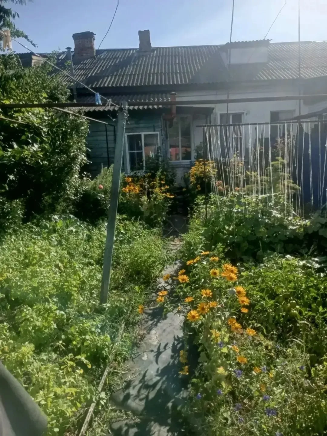 👀У тамбовчанки изъяли 17 кустов мака на участке

В Жердевском округе в ходе первого этапа спецопера