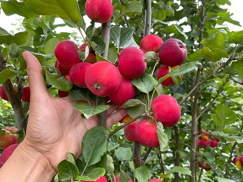 Яблоня Краса Бурятии, полукультурка, летний сорт