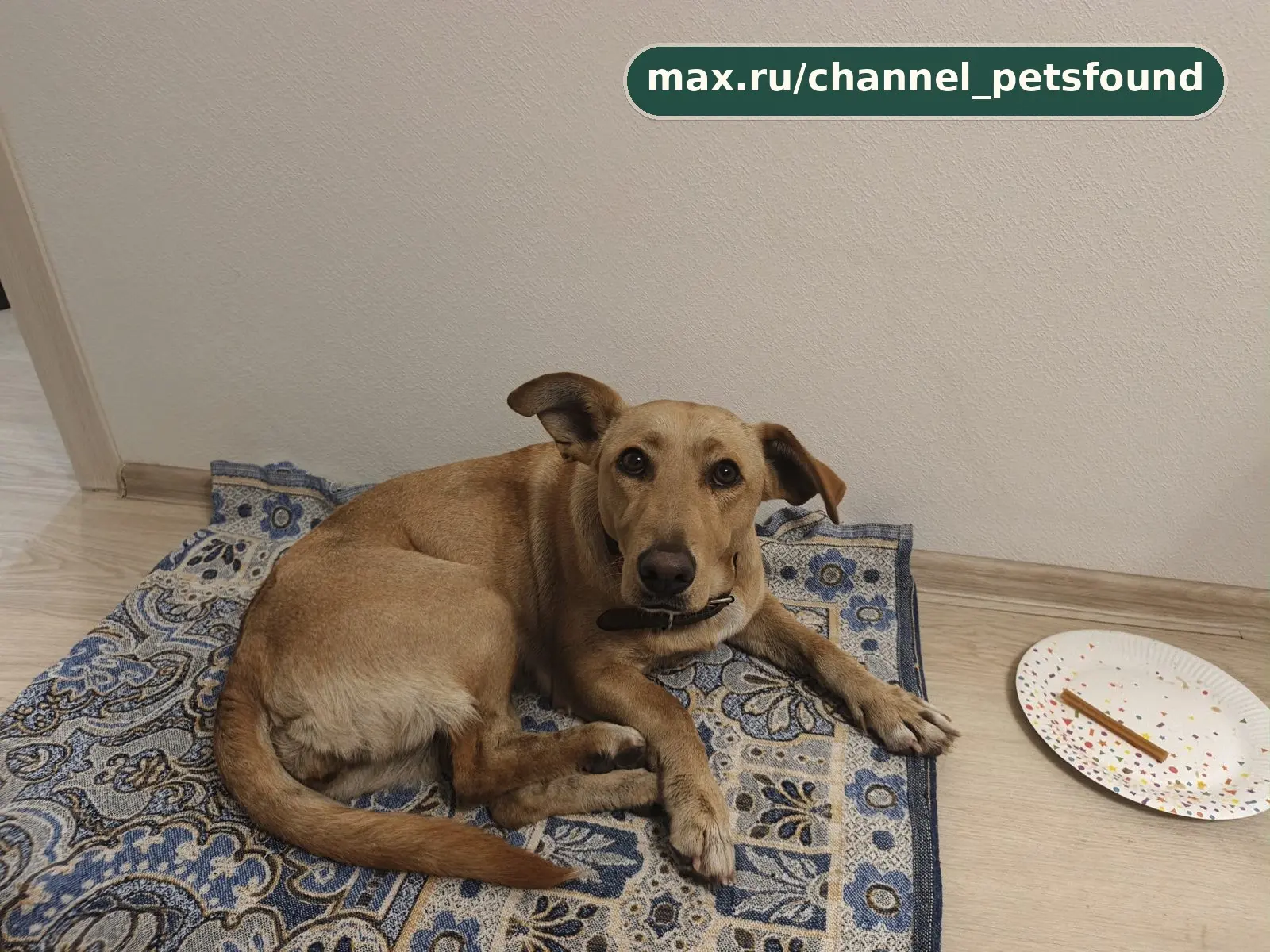 🐾 Найден питомец — Тула