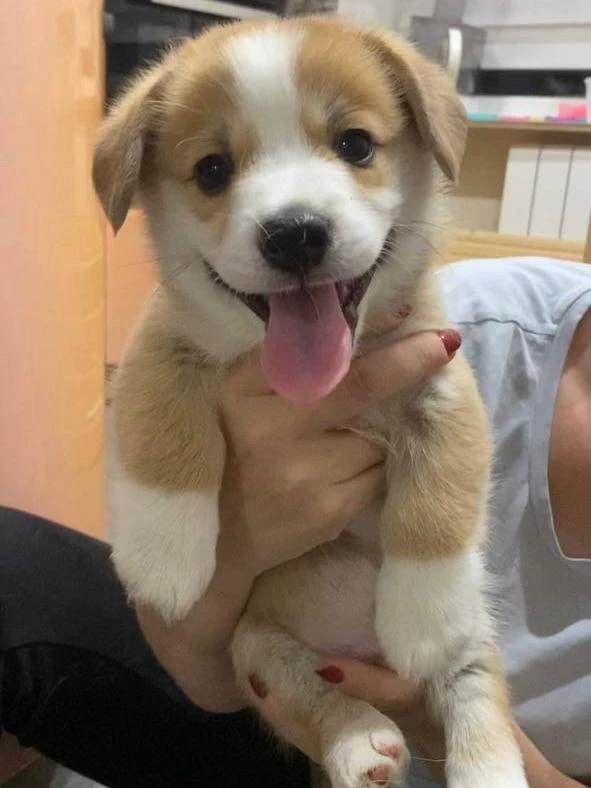 4 октября — День защиты животных 🐾