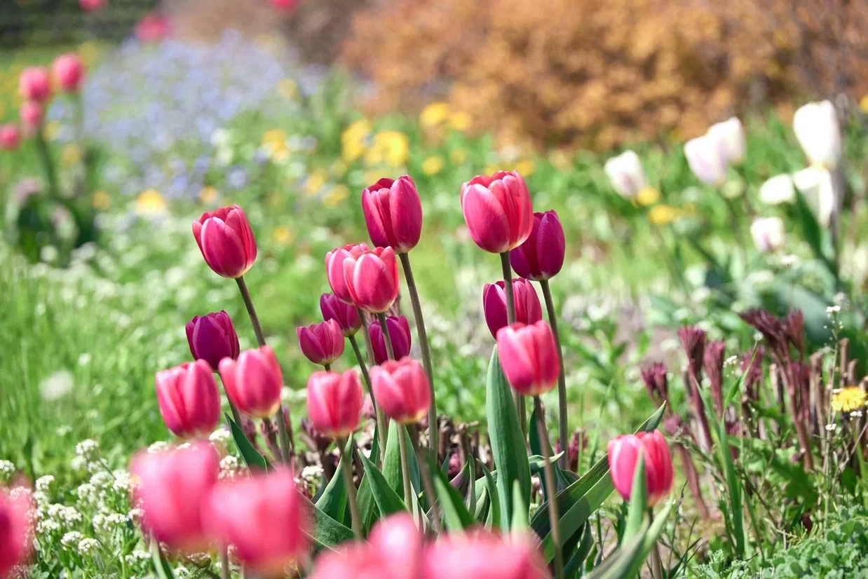 🌷 Понедельник подходит к концу, время наслаждаться красивым!   Помимо цветущей сакуры, городские ули