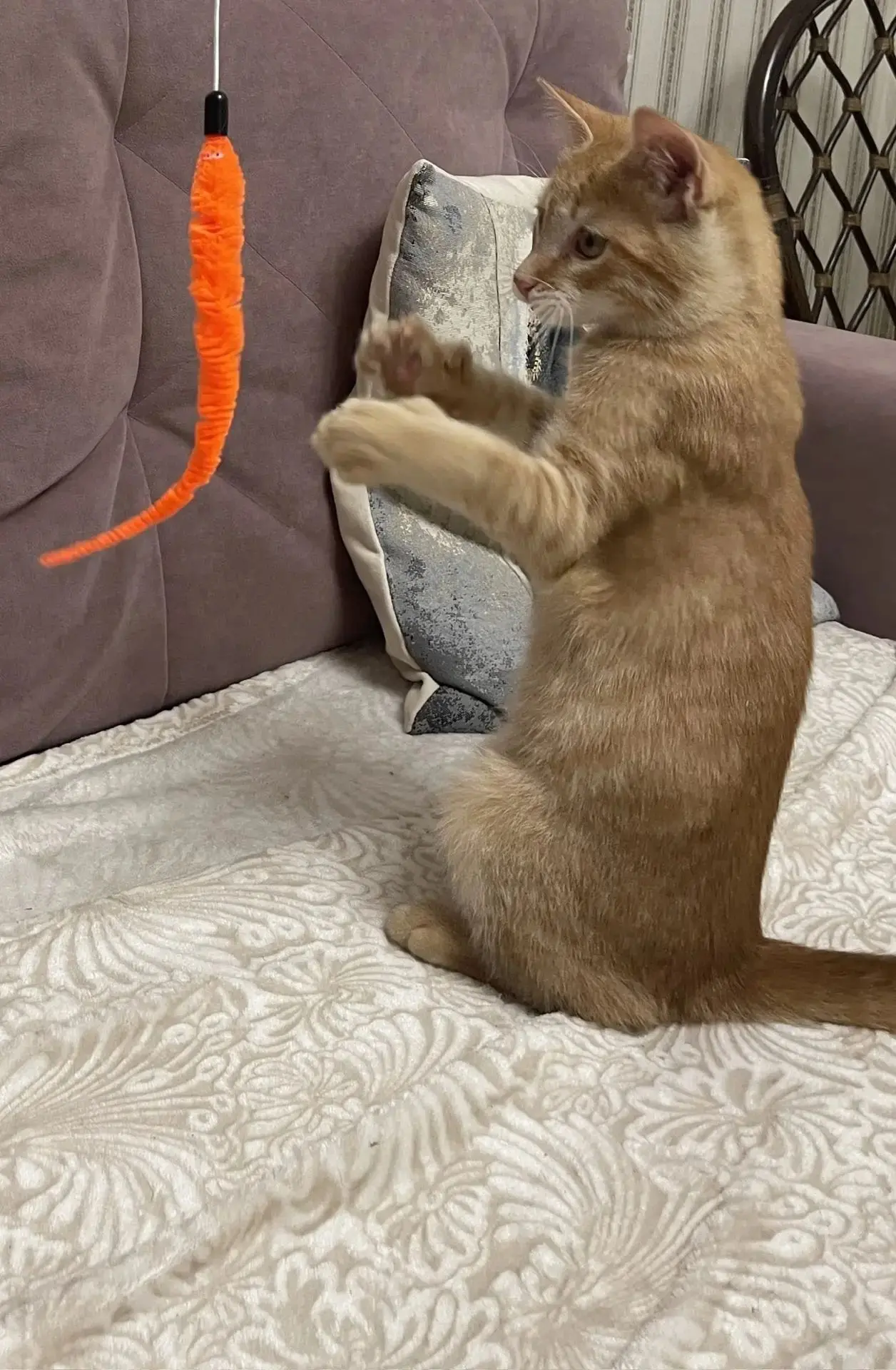 Котёнок Лучик в поисках дома