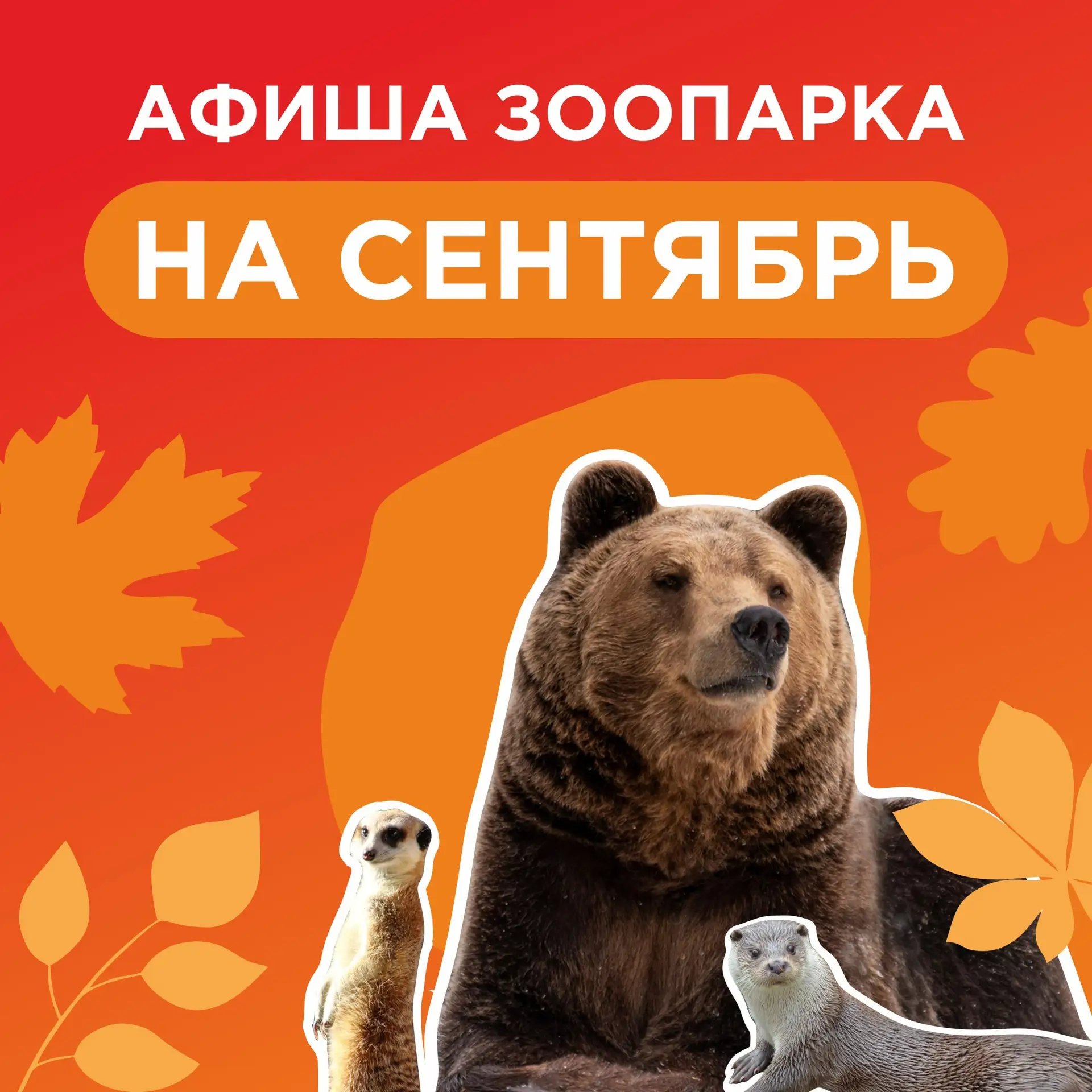 Первый месяц осени будет весьма насыщенным. Например, впервые пройдет день ЗОО ГТО и су...