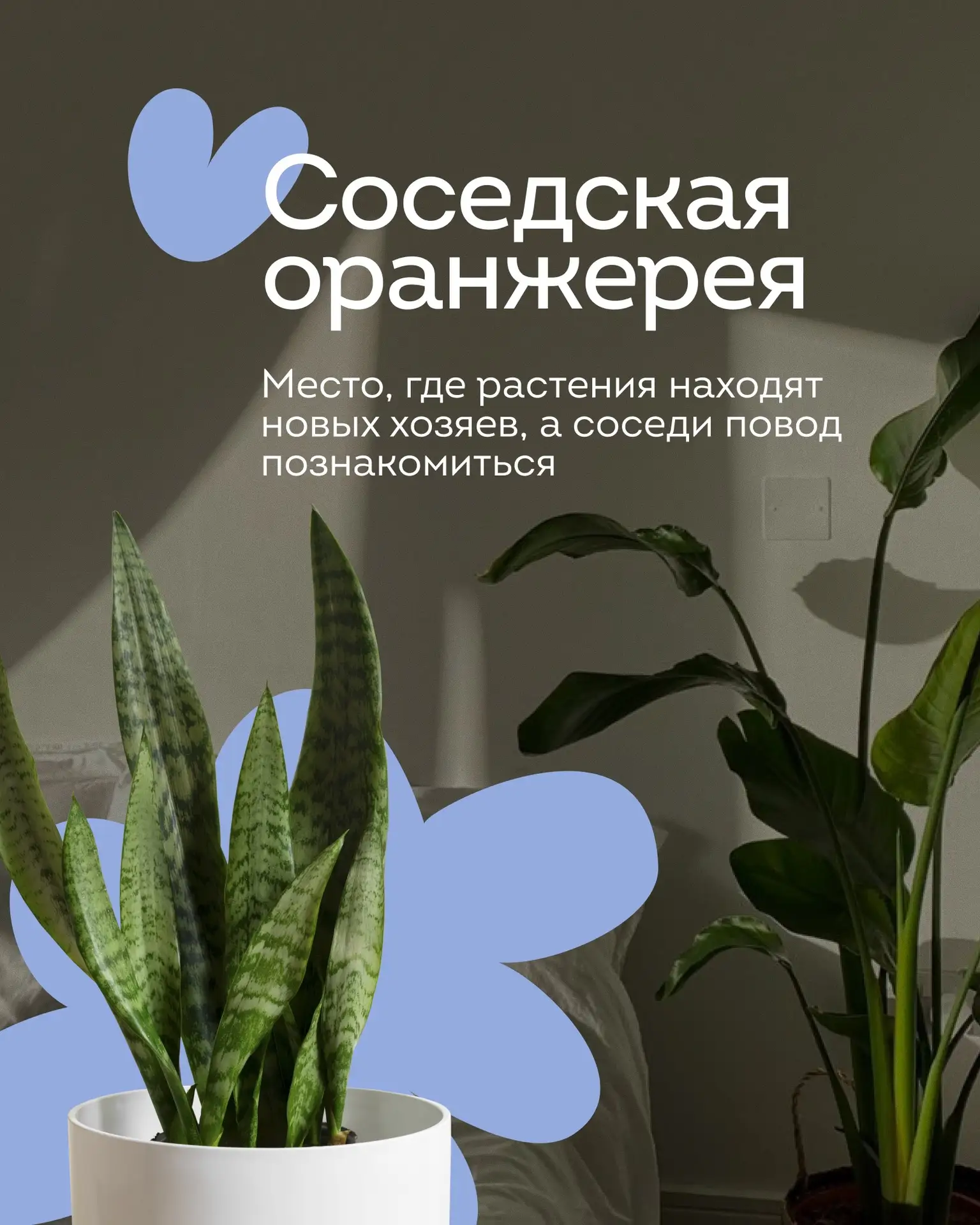 Растение больше не подходит вашему дому? Не выбрасывайте! Возможно, оно как раз понрави...