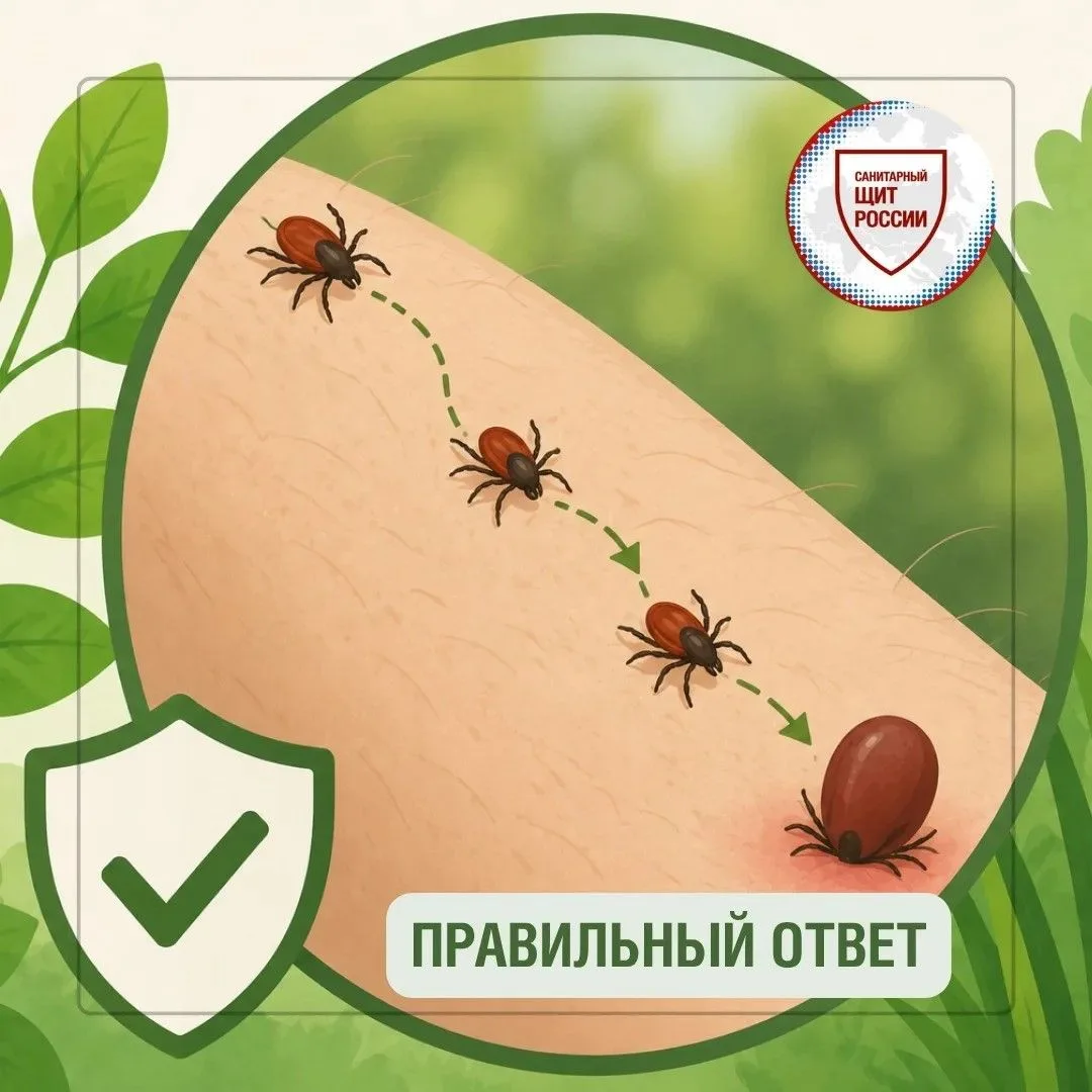Б. Многие клещи присасываются не сразу. Обычно они некоторое время ищут подходящее мест...