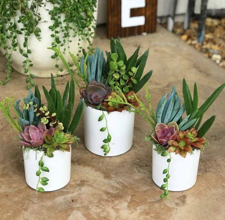 Как правильно поливать суккуленты и кактусы 🌵 

1️⃣ Проверка грунта
Перед поливом важно убедиться, 