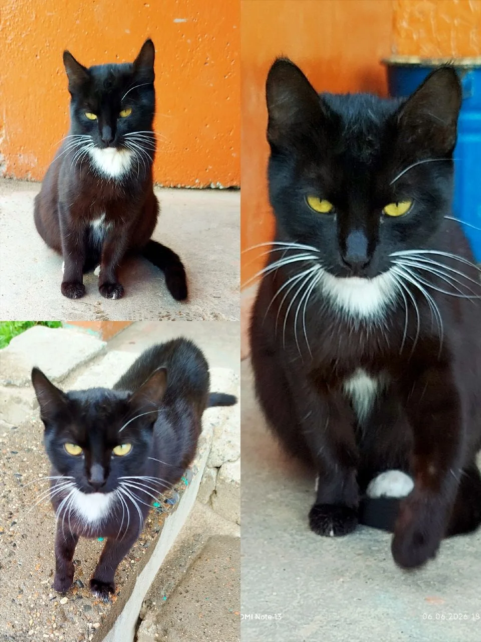 Срочно нужен дом кошечке. Ласковая, нежная, игривая. Красавица! Живёт на улице. Девочку  стерилизова