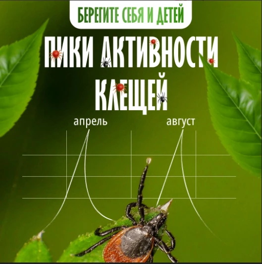 В августе клещи снова становятся особенно активными — поэтому в парках, лесах и за городом стоит соб