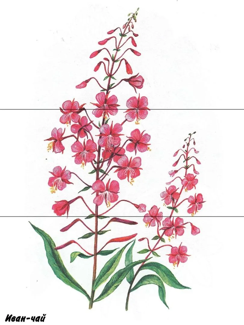 Цветы. Пазлы