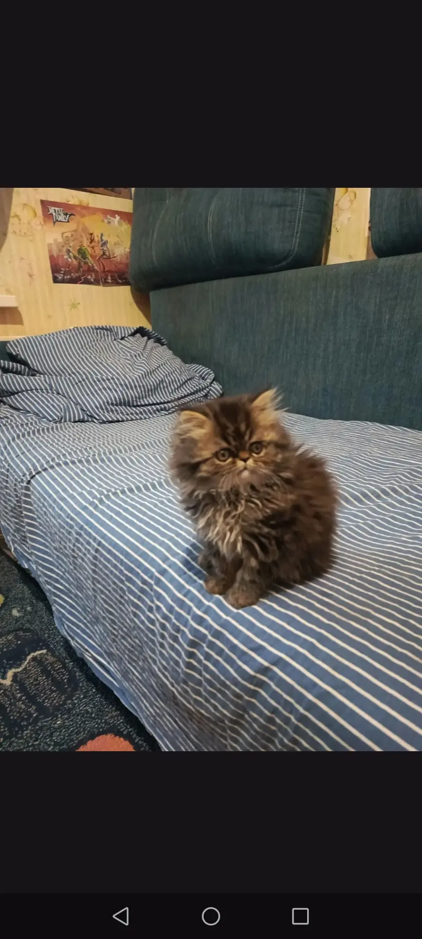 Персидский котёнок.