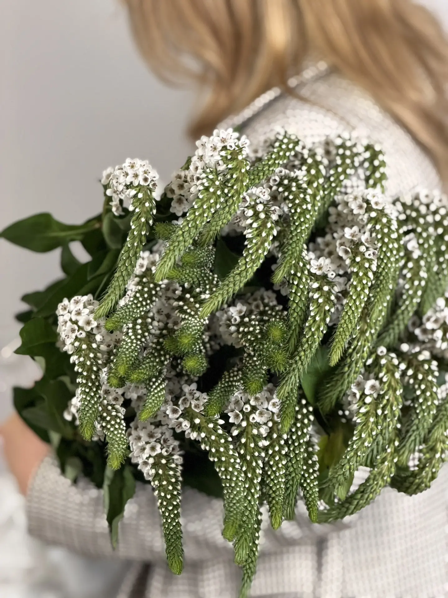 Лизимахия Мунлайт (80)
Опт 115₽/ розн 150₽
