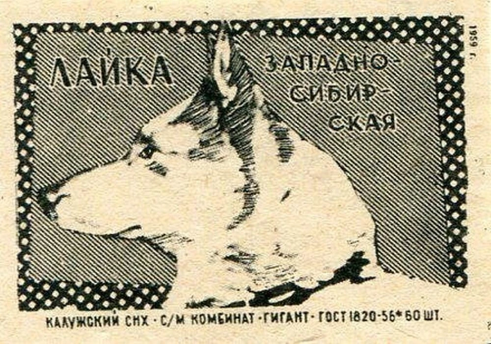 Спичечная этикетка с западносибирской лайкой. 1959 год.
#лайка #западносибирская_лайка #охотничья_ла