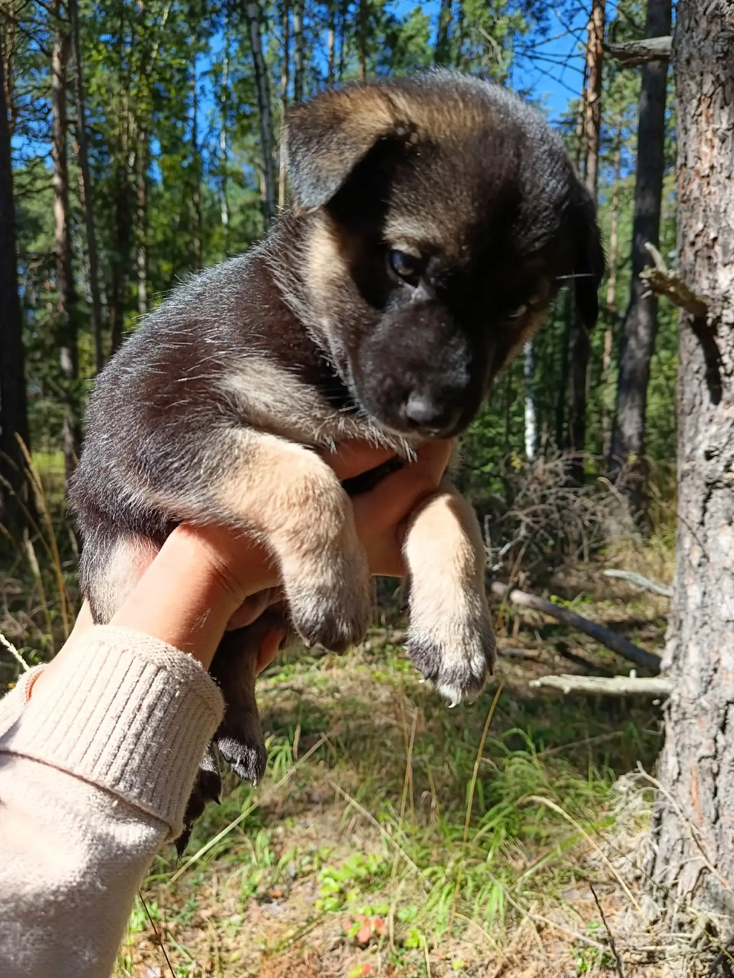 Вот такие славные колобочки очень нуждаются в доме! 🐕🐕