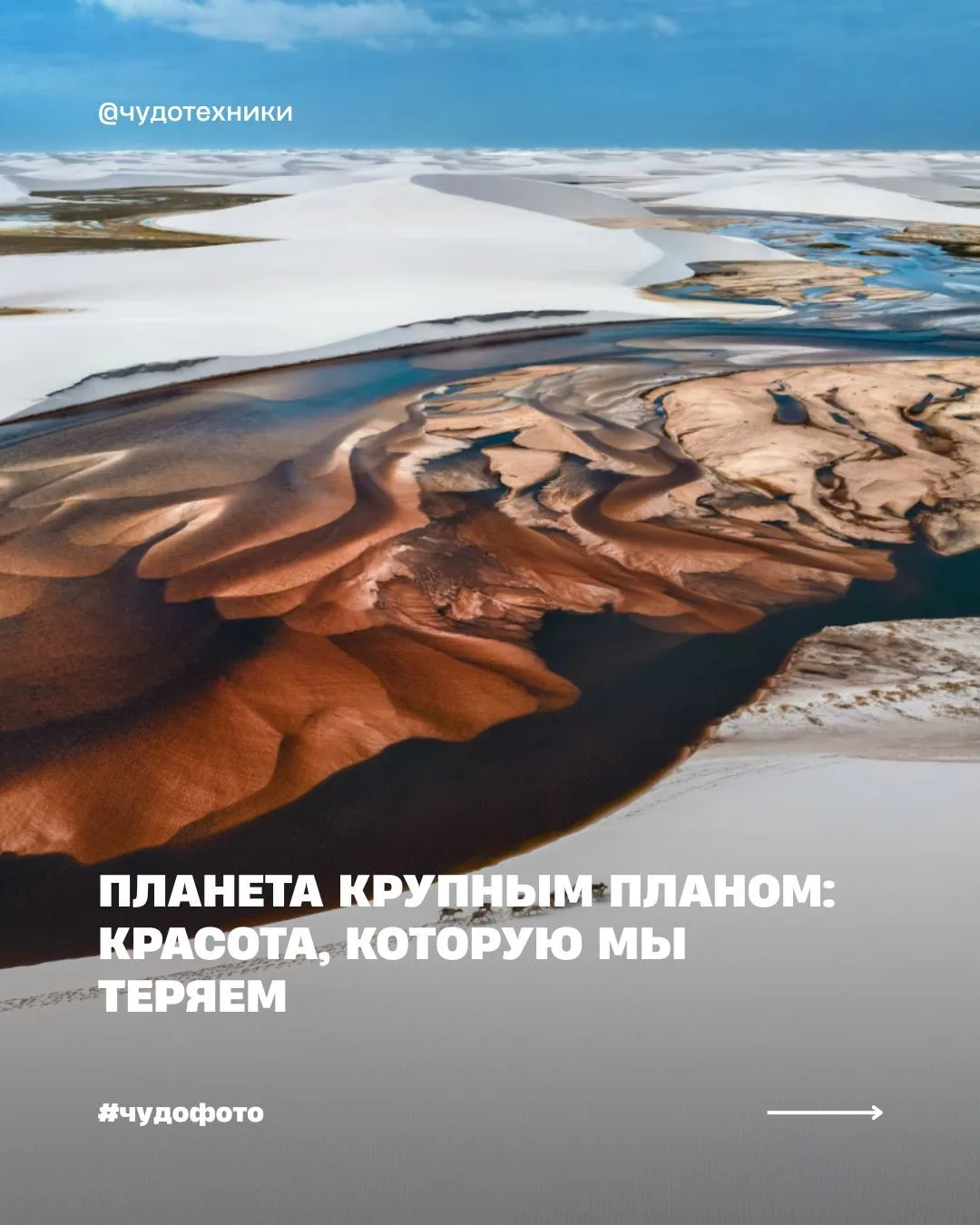 Белый медведь Кермода, притаившийся среди мхов канадского леса, нарвалы у острова Баффи...