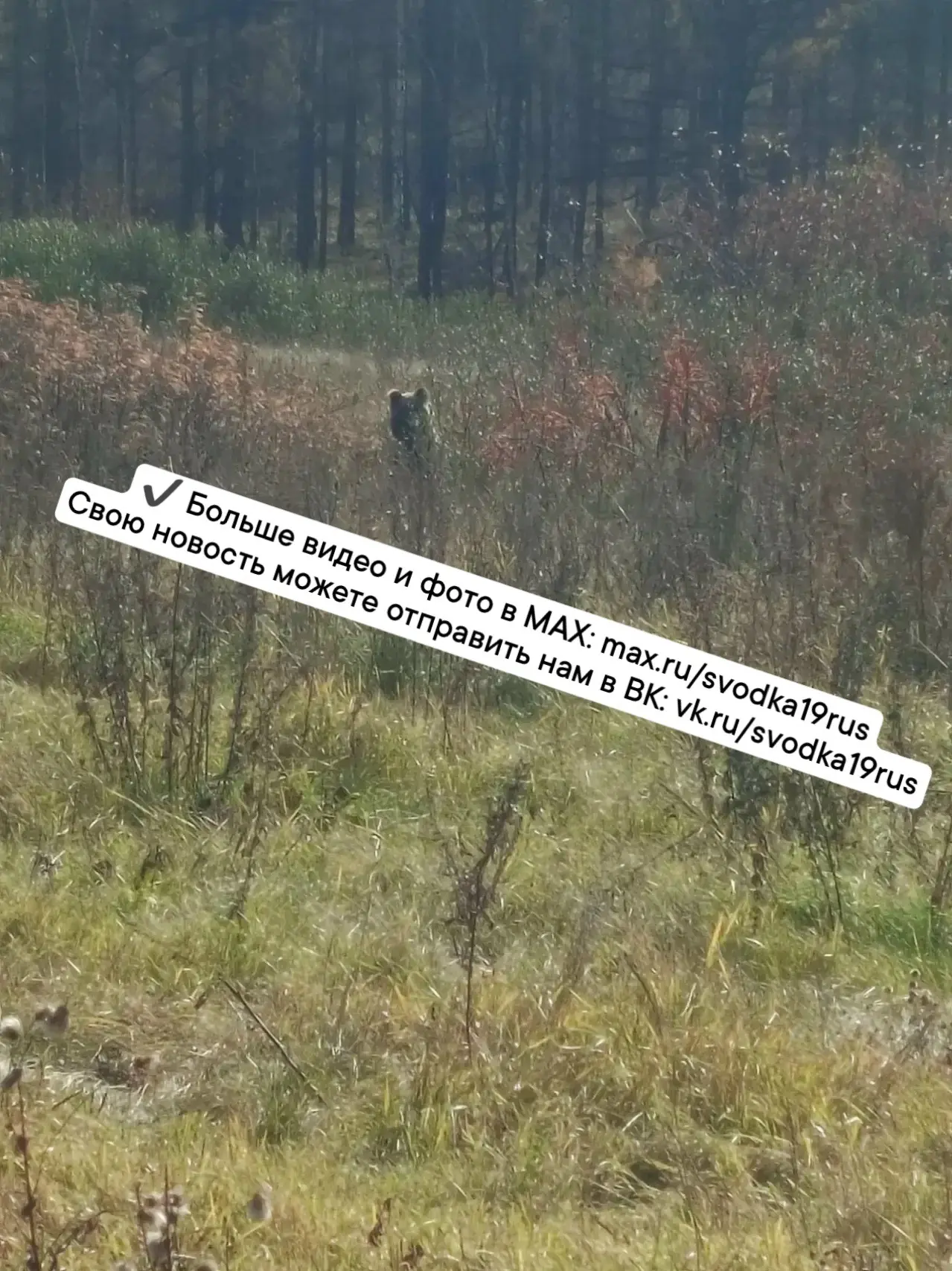 От участника: А мы сегодня видели Мишку в подхозе на заброшоных дачах в кустах.