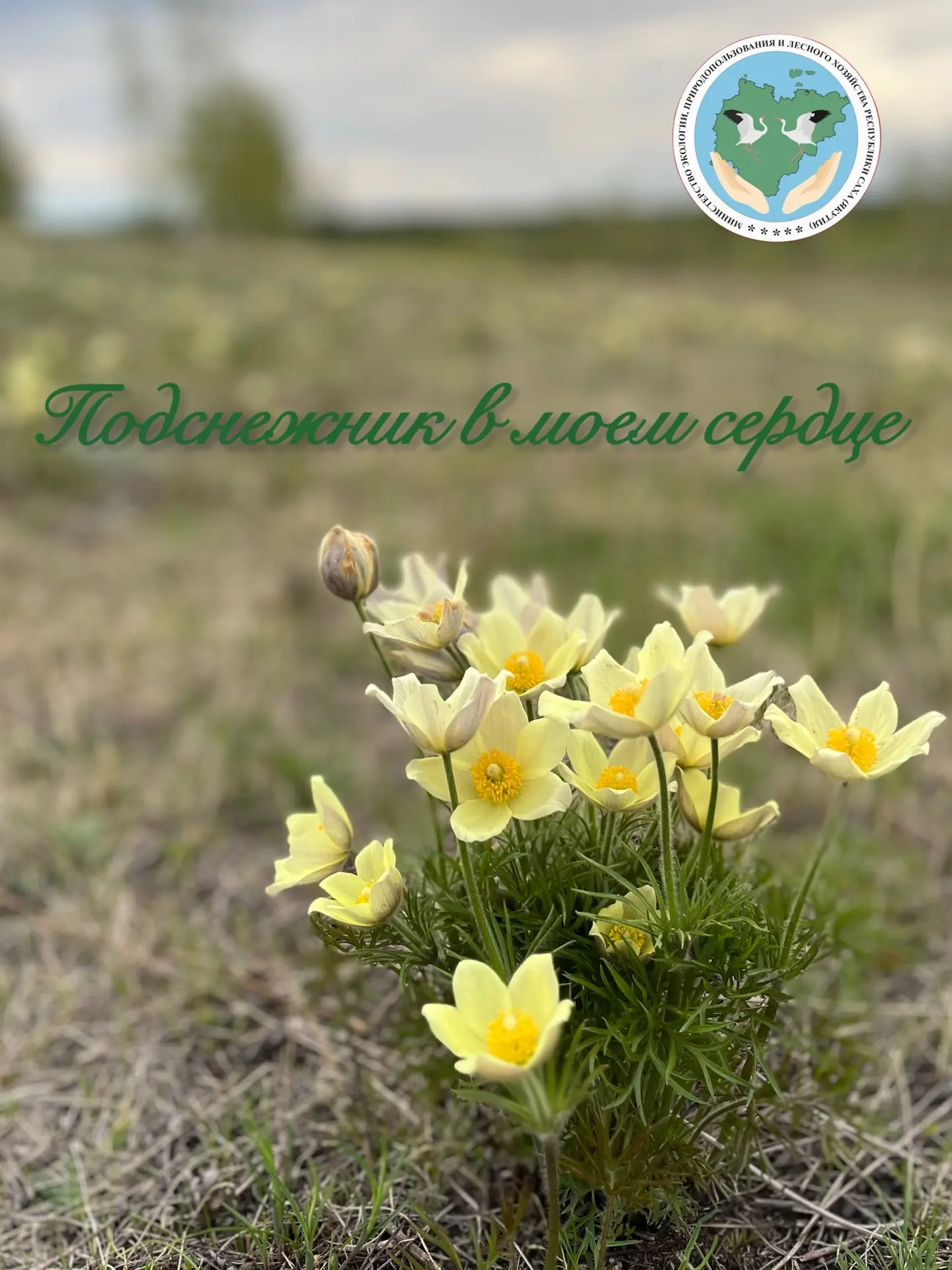 «Подснежник в моем сердце» - участвуй в конкурсе от Минэкологии Якутии!