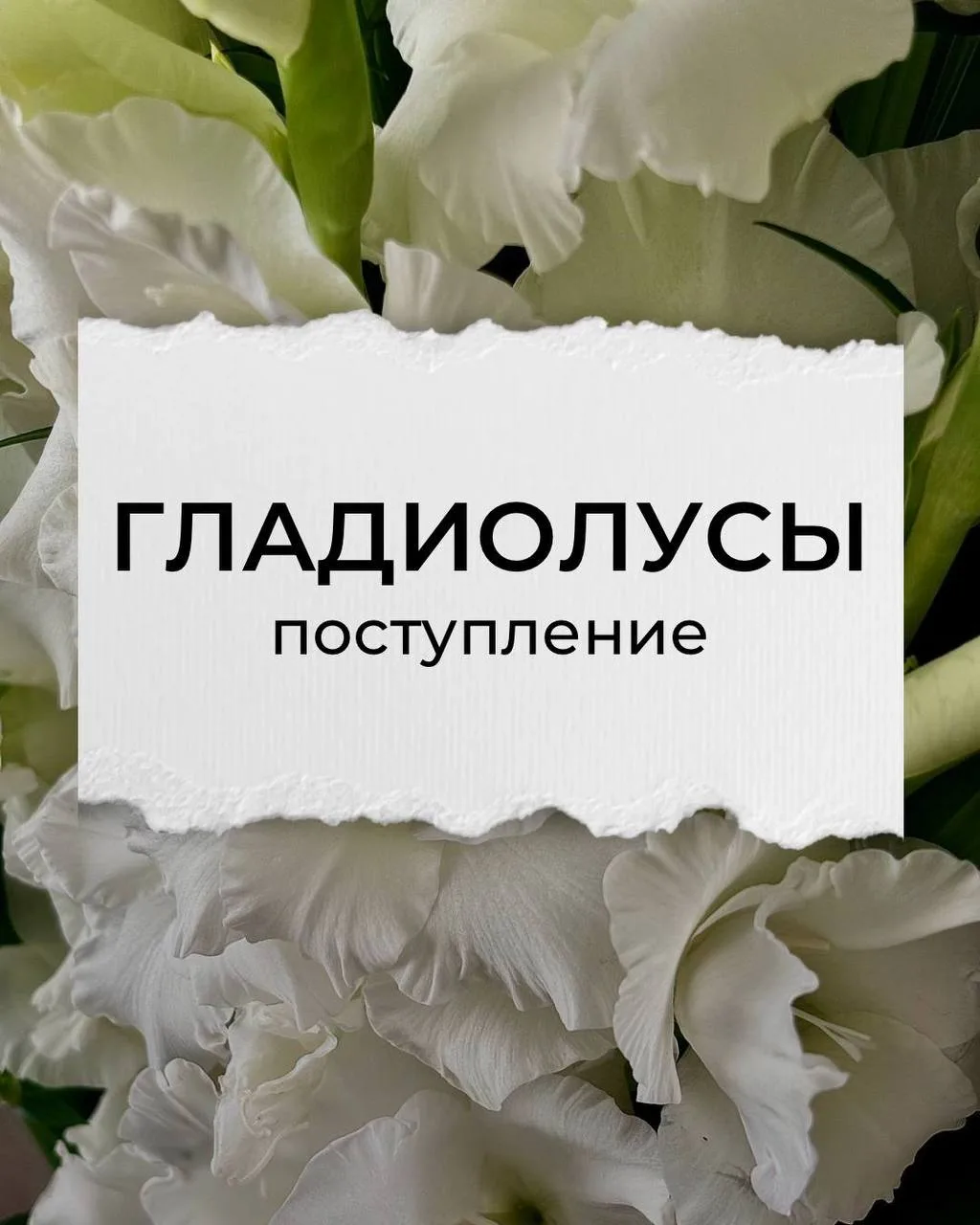 ✨ГЛАДИОЛУСЫ✨
