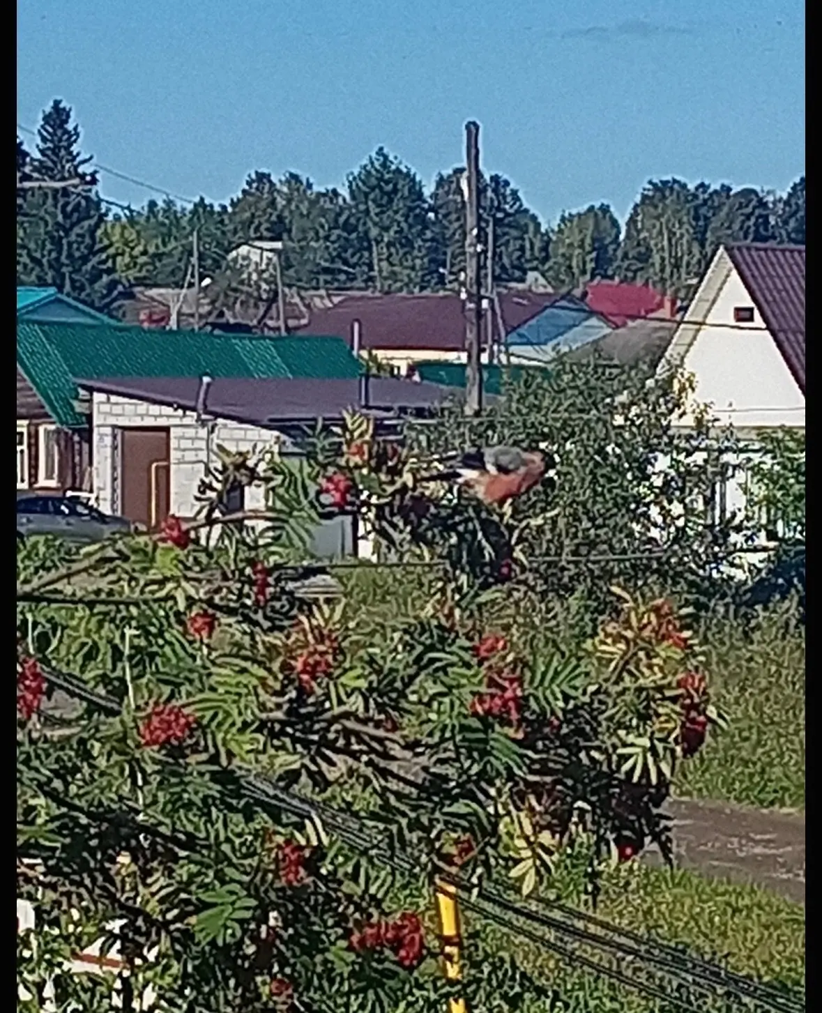🐦Снегири прилетели